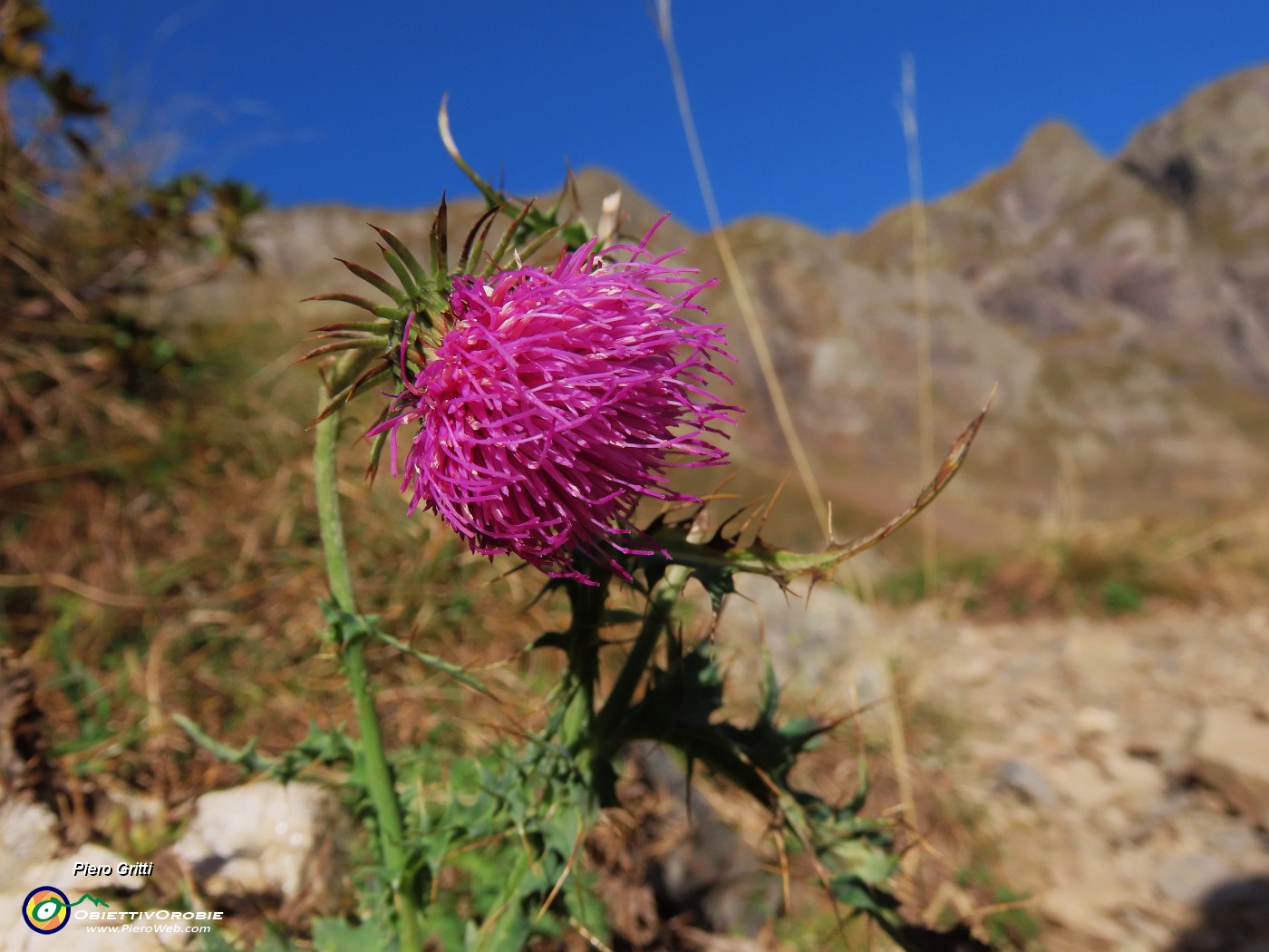 13 Mi pare un cardo in avanzata fioritura.JPG